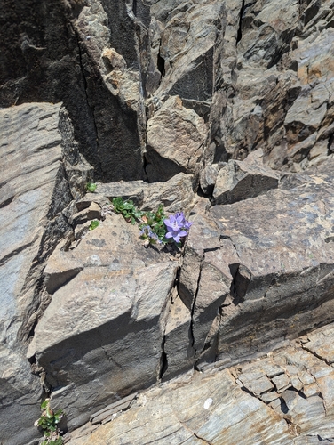 Campanula piperi, photograph 1