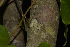 Aeolochroma hypochromaria