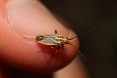 Horistus orientalis