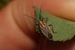 Horistus orientalis