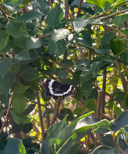 Red-spotted Admiral
