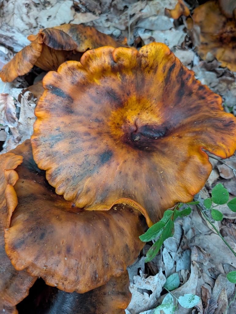 Eastern American jack-o'-lantern · August 2026 · photo: Photo: (c) botanygirl, some rights reserved (CC BY) · iNaturalist