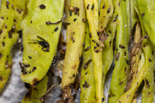 Pinguicula longifolia