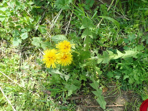 Paprastoji kiaulpienė