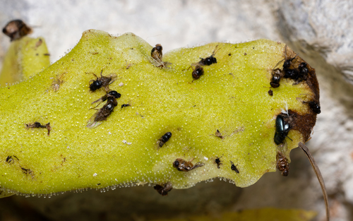 Pinguicula longifolia