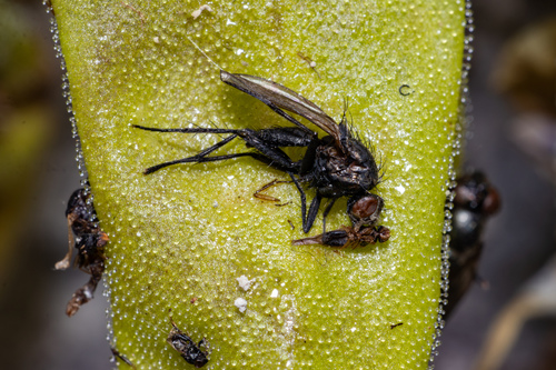Pinguicula longifolia
