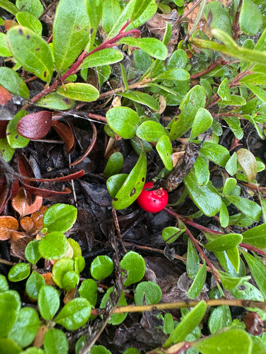 bearberry
