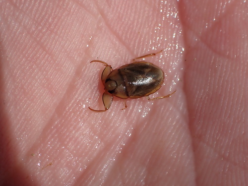 Ambrysus circumcinctus