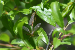 Nephrotoma appendiculata