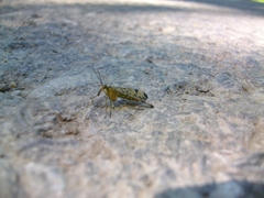 Mecoptera