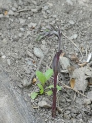 Epipactis microphylla