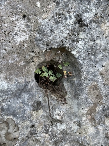 Argyrochosma dealbata observed 2026-08-19