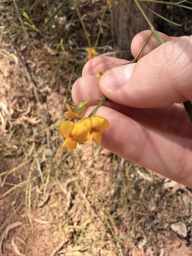 Daviesia reclinata observed 2026-08-19