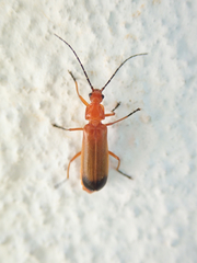 Rhagonycha
