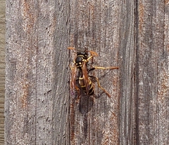 Polistes dominula