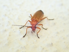 Rhagonycha