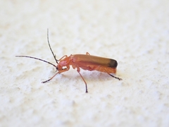 Rhagonycha