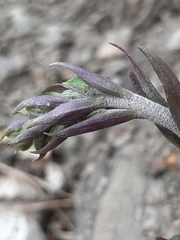 Epipactis microphylla