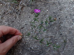 Drosanthemum intermedium