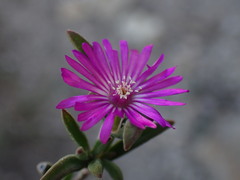 Drosanthemum intermedium