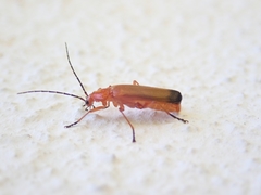 Rhagonycha