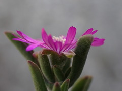 Drosanthemum intermedium