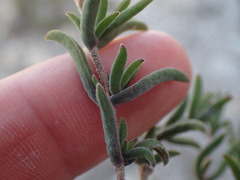 Drosanthemum intermedium