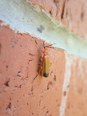 Rhagonycha