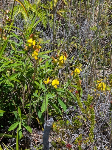 Crotalaria retusa observed 2026-08-21