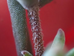 Drosanthemum intermedium