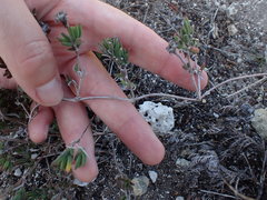 Drosanthemum intermedium