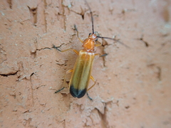 Rhagonycha