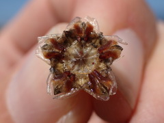 Drosanthemum intermedium