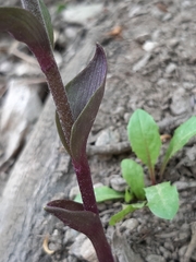 Epipactis microphylla