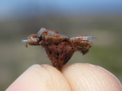 Drosanthemum intermedium