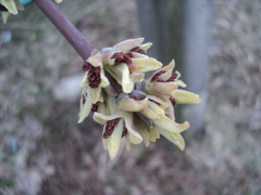 Chimonanthus