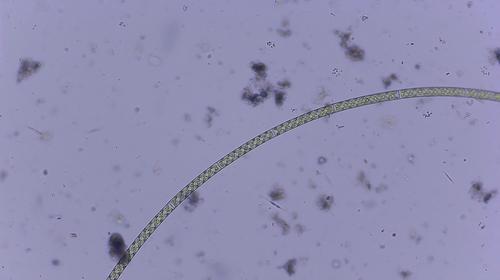 iNaturalist observation photo of Spirogyra