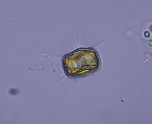 iNaturalist observation photo of Diatoms