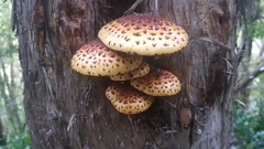 Pholiota glutinosa