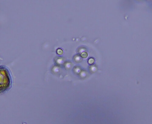 iNaturalist observation photo of life