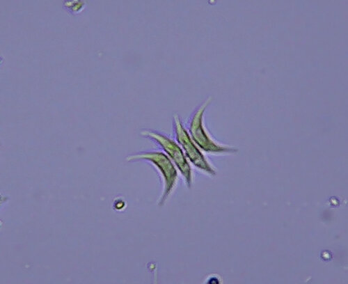 iNaturalist observation photo of Tetradesmus lagerheimii