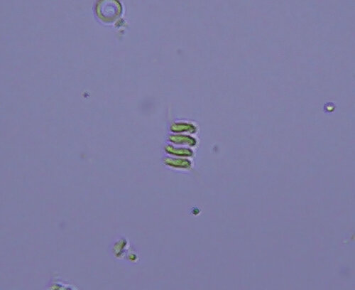 iNaturalist observation photo of Desmodesmus