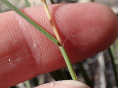 Tribolium hispidum