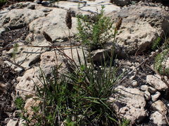 Tribolium hispidum