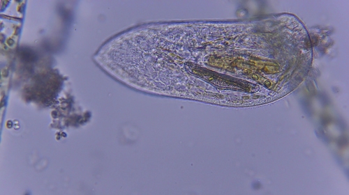 iNaturalist observation photo of Zosterodasys