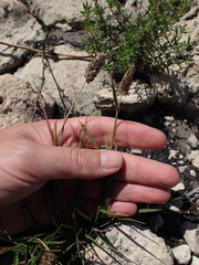 Tribolium hispidum