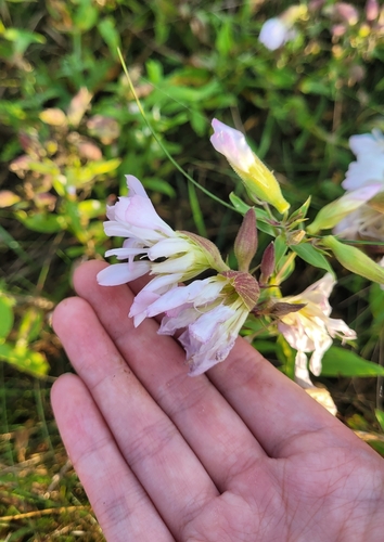 common soapwort