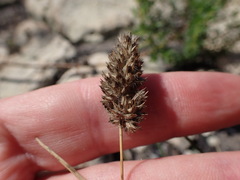 Tribolium hispidum