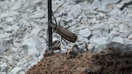grain support beetle