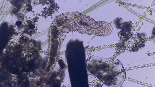 iNaturalist observation photo of Aeolosoma